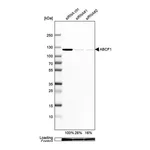 Merck Anti-ABCF1 antibody produced in rabbit