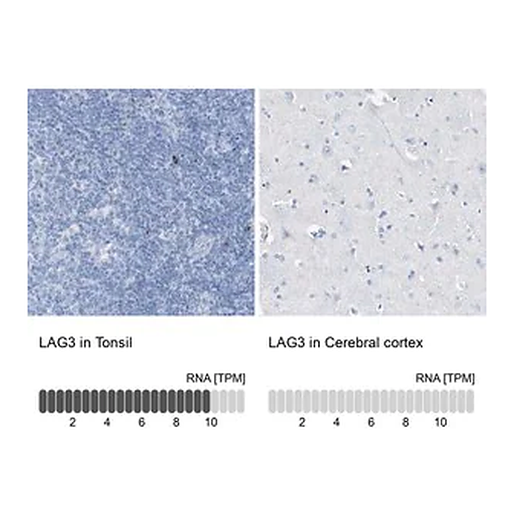 Merck Anti-LAG3 antibody produced in rabbit