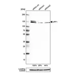 Merck Anti-UPF1 antibody produced in rabbit