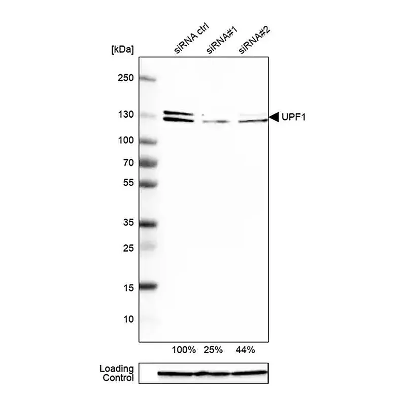 Merck Anti-UPF1 antibody produced in rabbit
