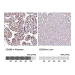 Merck Anti-CD248 antibody produced in rabbit