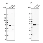 Merck Anti-RCC1 antibody produced in rabbit