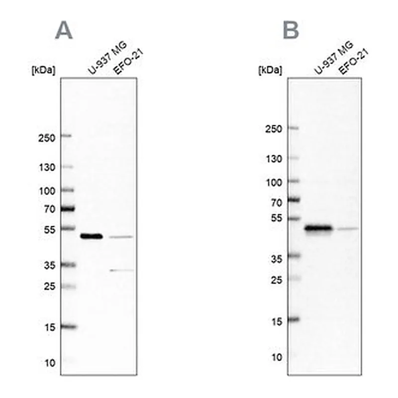 Merck Anti-RCC1 antibody produced in rabbit