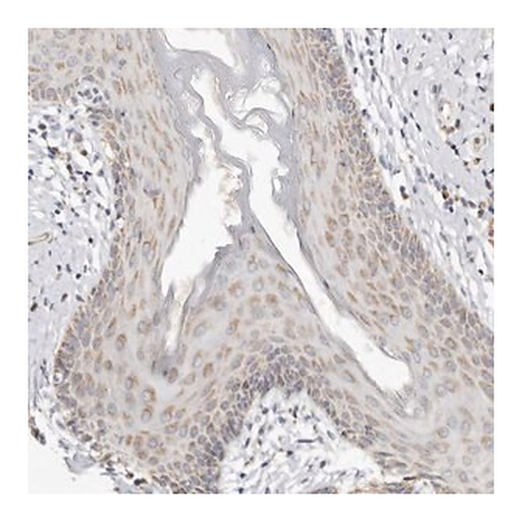 Merck Anti-KDF1 antibody produced in rabbit