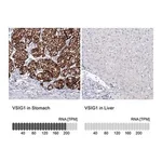 Merck Anti-VSIG1 antibody produced in rabbit