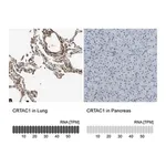 Merck Anti-CRTAC1 antibody produced in rabbit