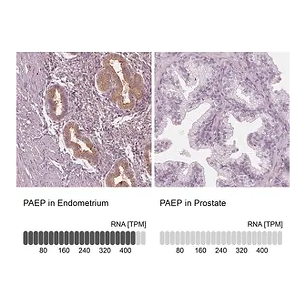 Merck Anti-PAEP antibody produced in rabbit