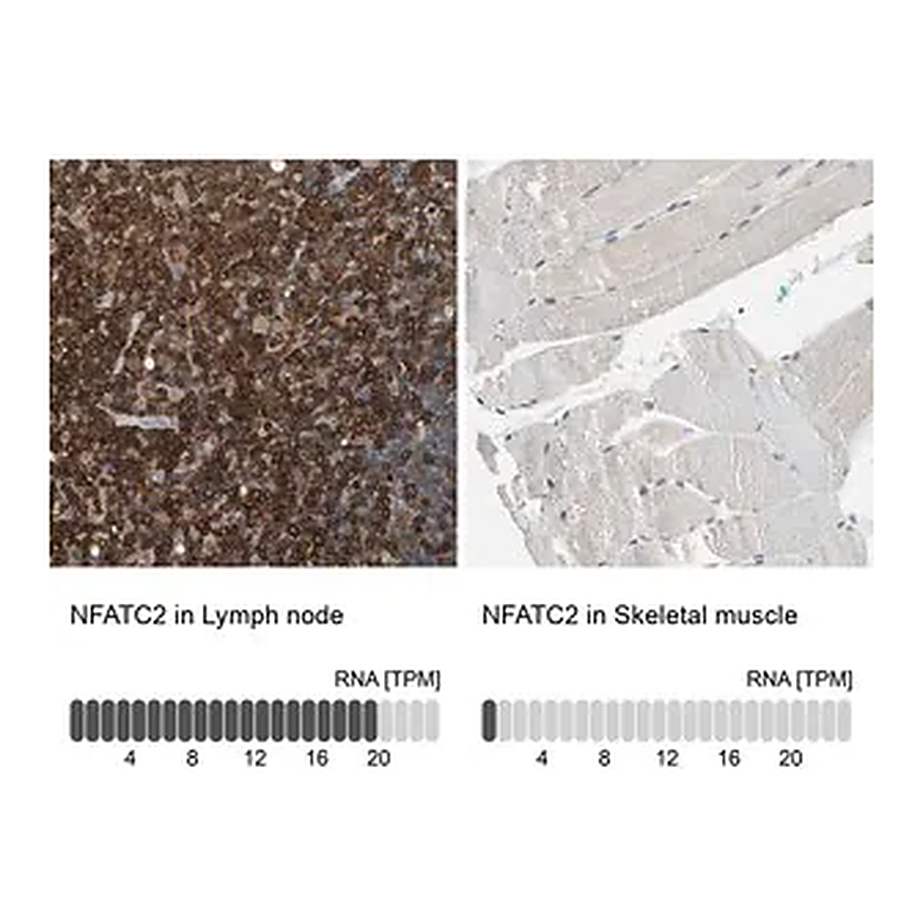 Merck Anti-NFATC2 antibody produced in rabbit
