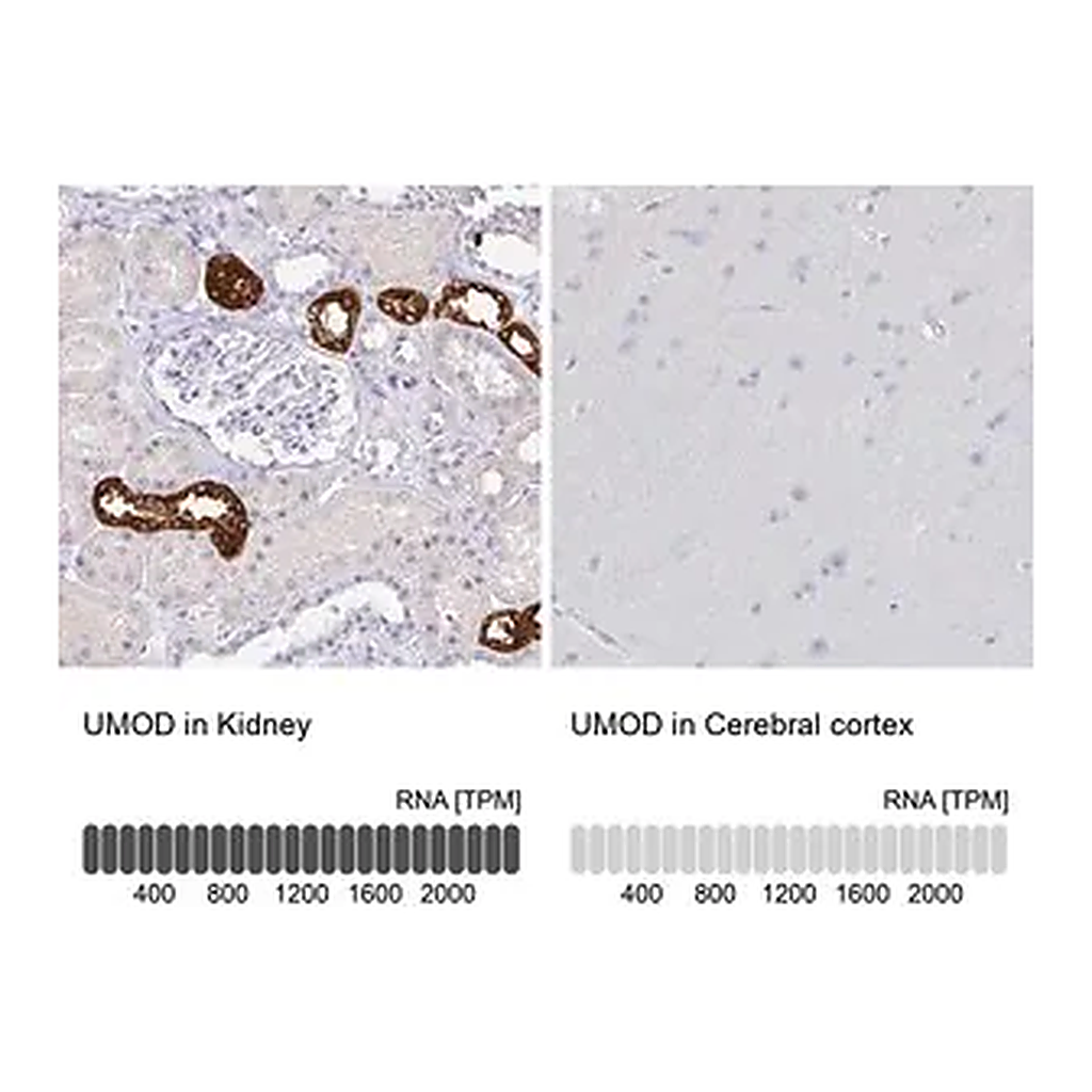 Merck Anti-UMOD antibody produced in rabbit