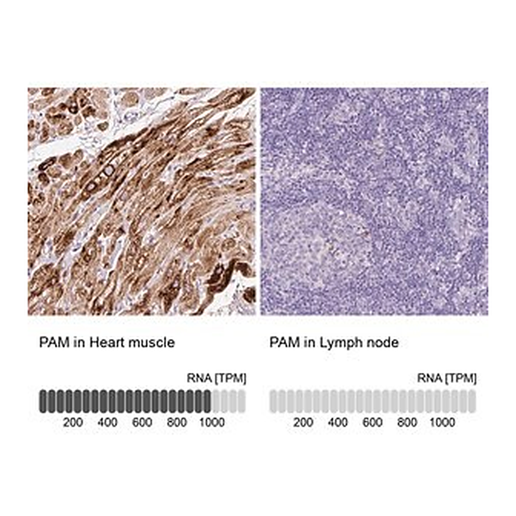 Merck Anti-PAM antibody produced in rabbit