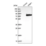Merck Anti-NRBP1 antibody produced in rabbit