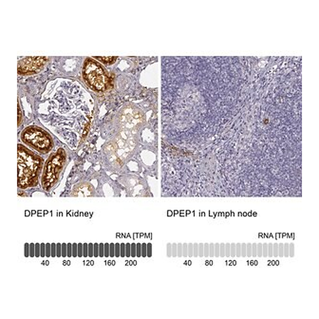 Merck Anti-DPEP1 antibody produced in rabbit