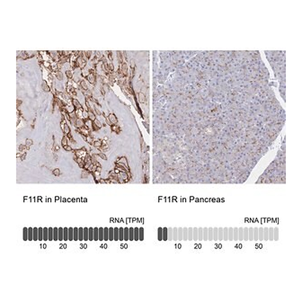 Merck Anti-F11R antibody produced in rabbit