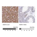 Merck Anti-GCDH antibody produced in rabbit