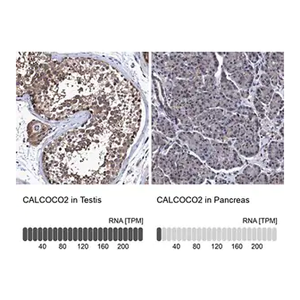 Merck Anti-CALCOCO2 antibody produced in rabbit