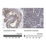 Merck Anti-CALCOCO2 antibody produced in rabbit