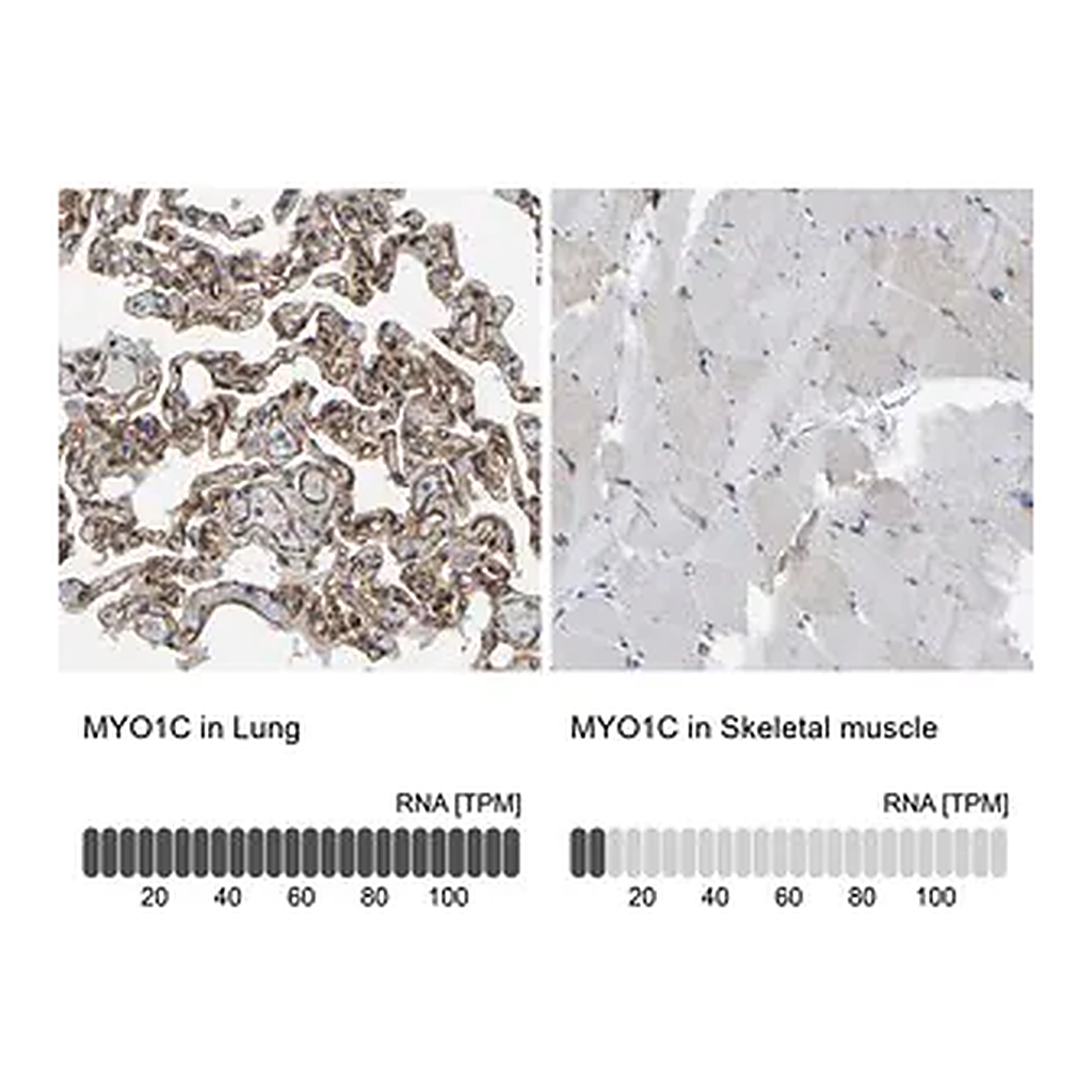 Merck Anti-MYO1C antibody produced in rabbit