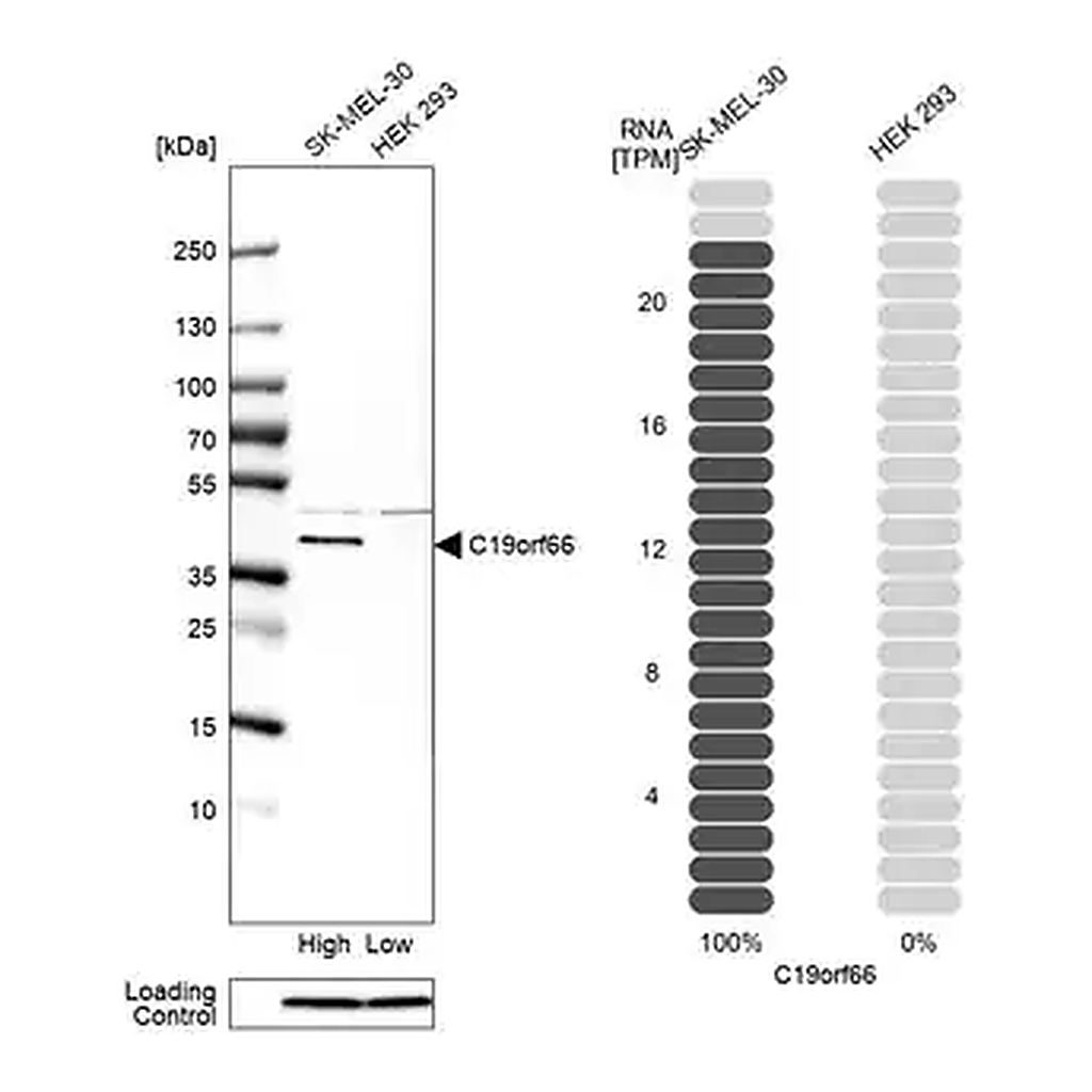 Merck Anti-C19orf66 antibody produced in rabbit