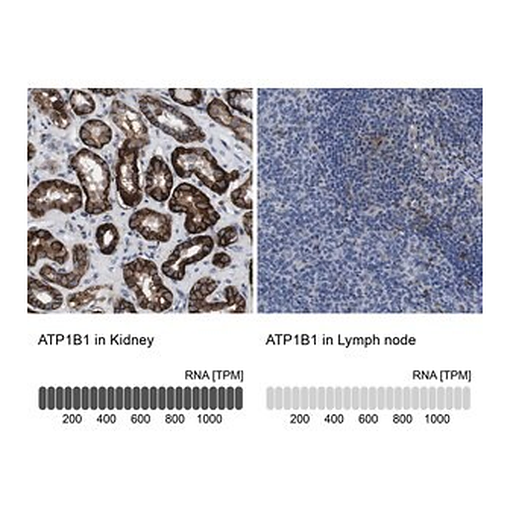 Merck Anti-ATP1B1 antibody produced in rabbit