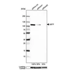 Merck Anti-UBTF antibody produced in rabbit