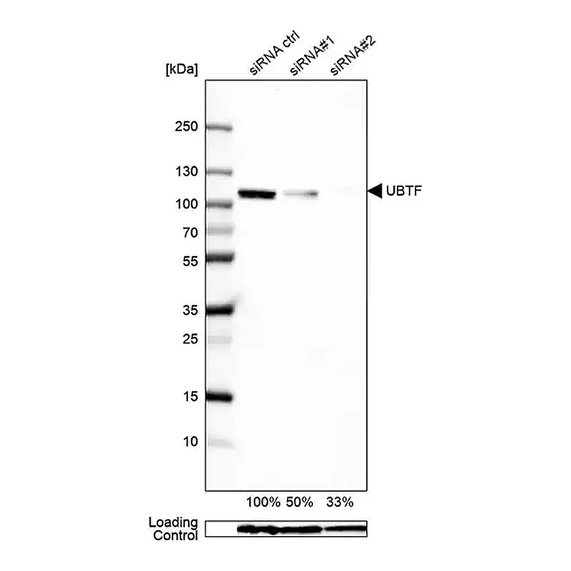Merck Anti-UBTF antibody produced in rabbit
