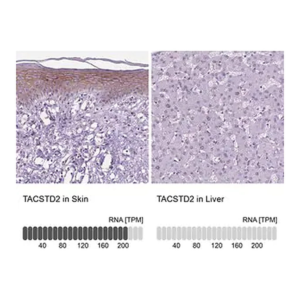 Merck Anti-TACSTD2 antibody produced in rabbit