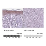Merck Anti-TACSTD2 antibody produced in rabbit