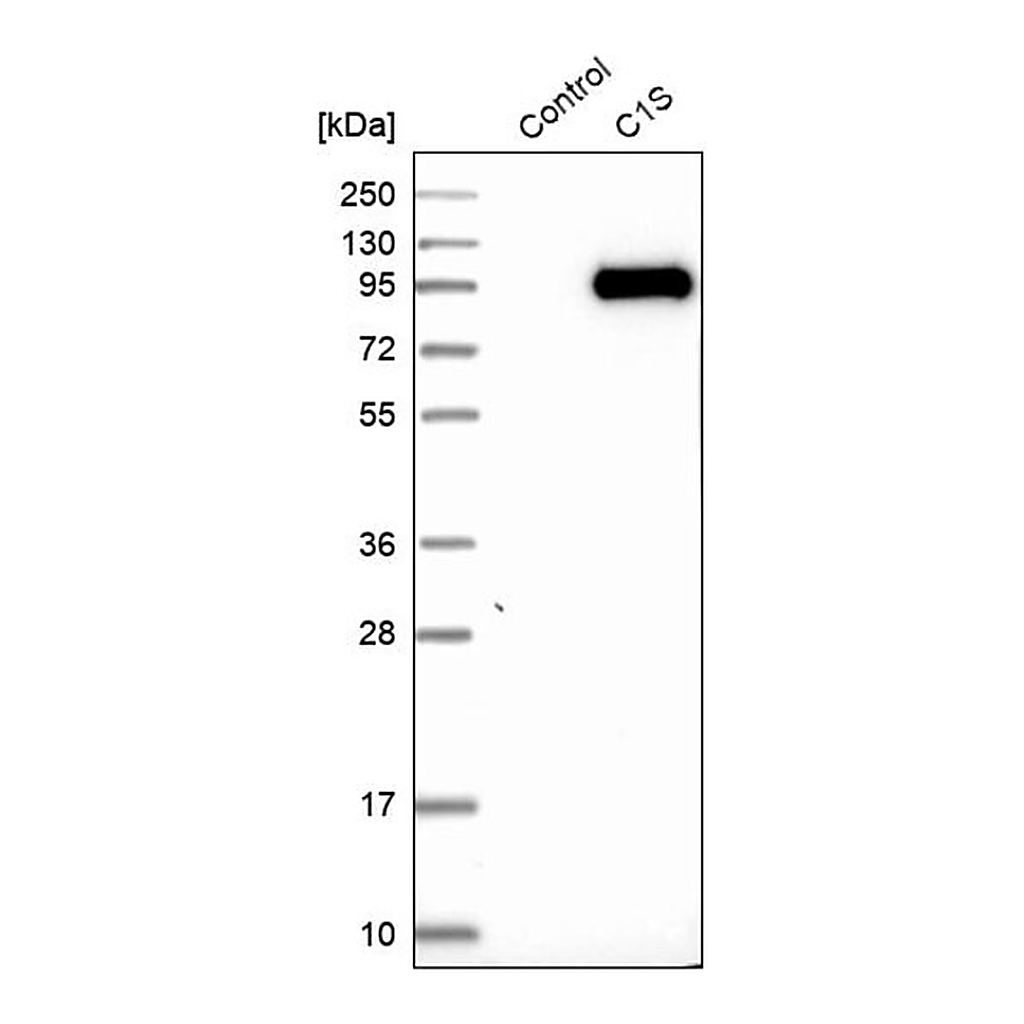 Merck Anti-C1S antibody produced in rabbit