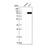 Merck Anti-C1S antibody produced in rabbit