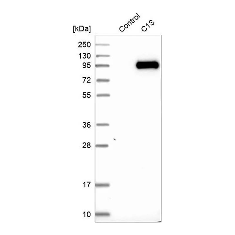 Merck Anti-C1S antibody produced in rabbit