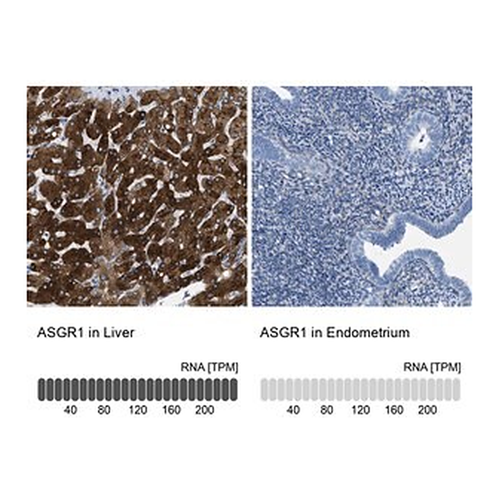 Merck Anti-ASGR1 antibody produced in rabbit
