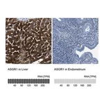 Merck Anti-ASGR1 antibody produced in rabbit