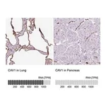 Merck Anti-CAV1 antibody produced in rabbit