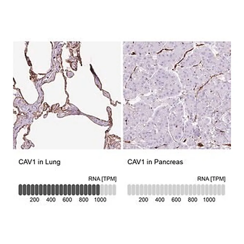 Merck Anti-CAV1 antibody produced in rabbit