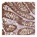 Merck Anti-TSPAN8 antibody produced in rabbit