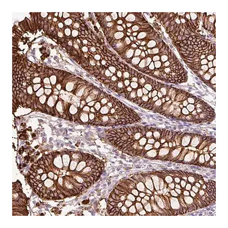 Merck Anti-TSPAN8 antibody produced in rabbit