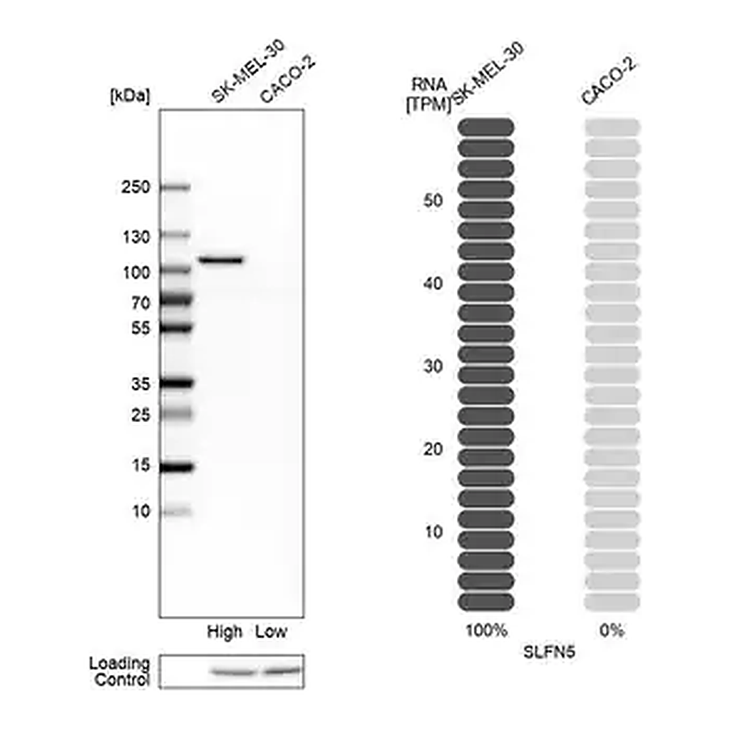 Merck Anti-SLFN5 antibody produced in rabbit