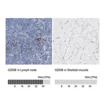 Merck Anti-GZMB antibody produced in rabbit