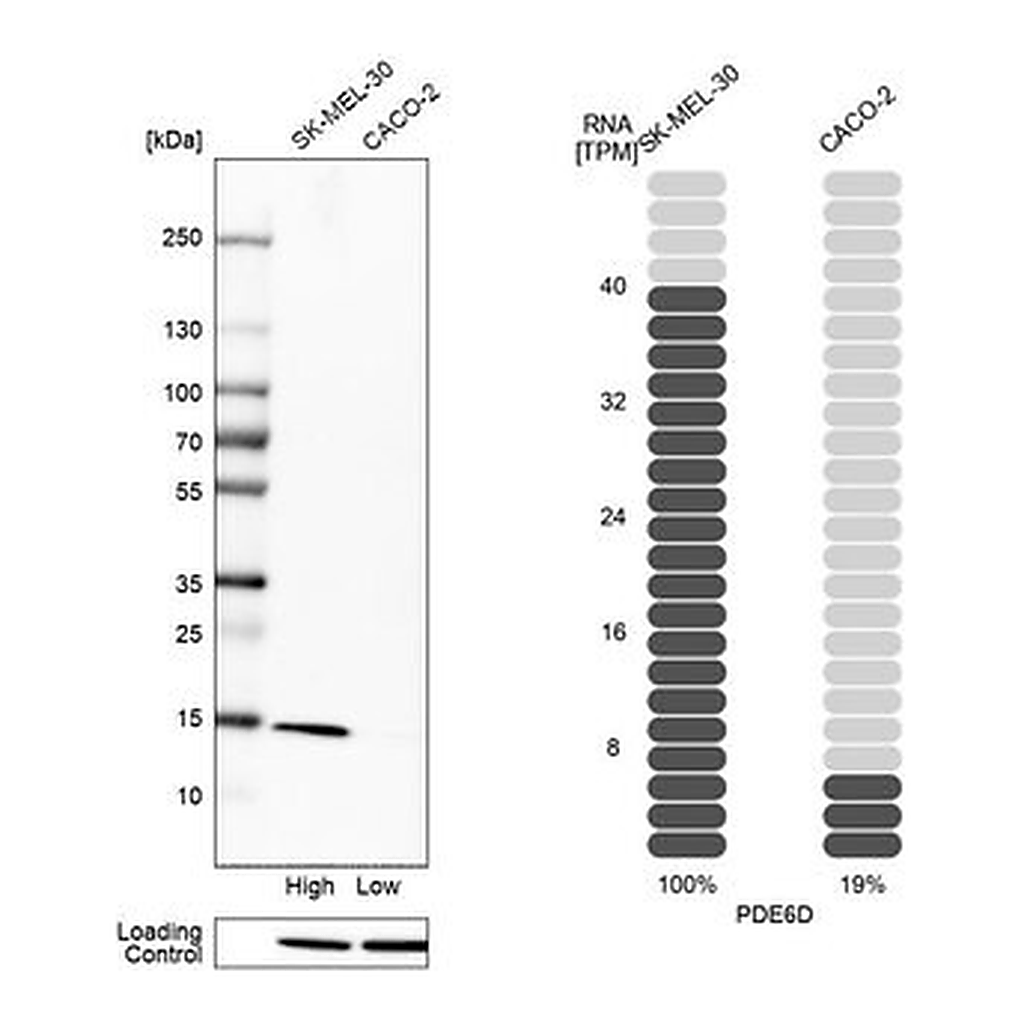 Merck Anti-PDE6D antibody produced in rabbit