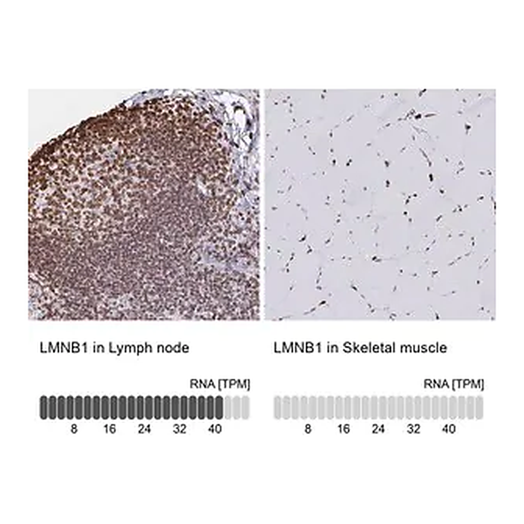 Merck Anti-LMNB1 antibody produced in rabbit