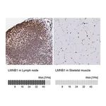 Merck Anti-LMNB1 antibody produced in rabbit
