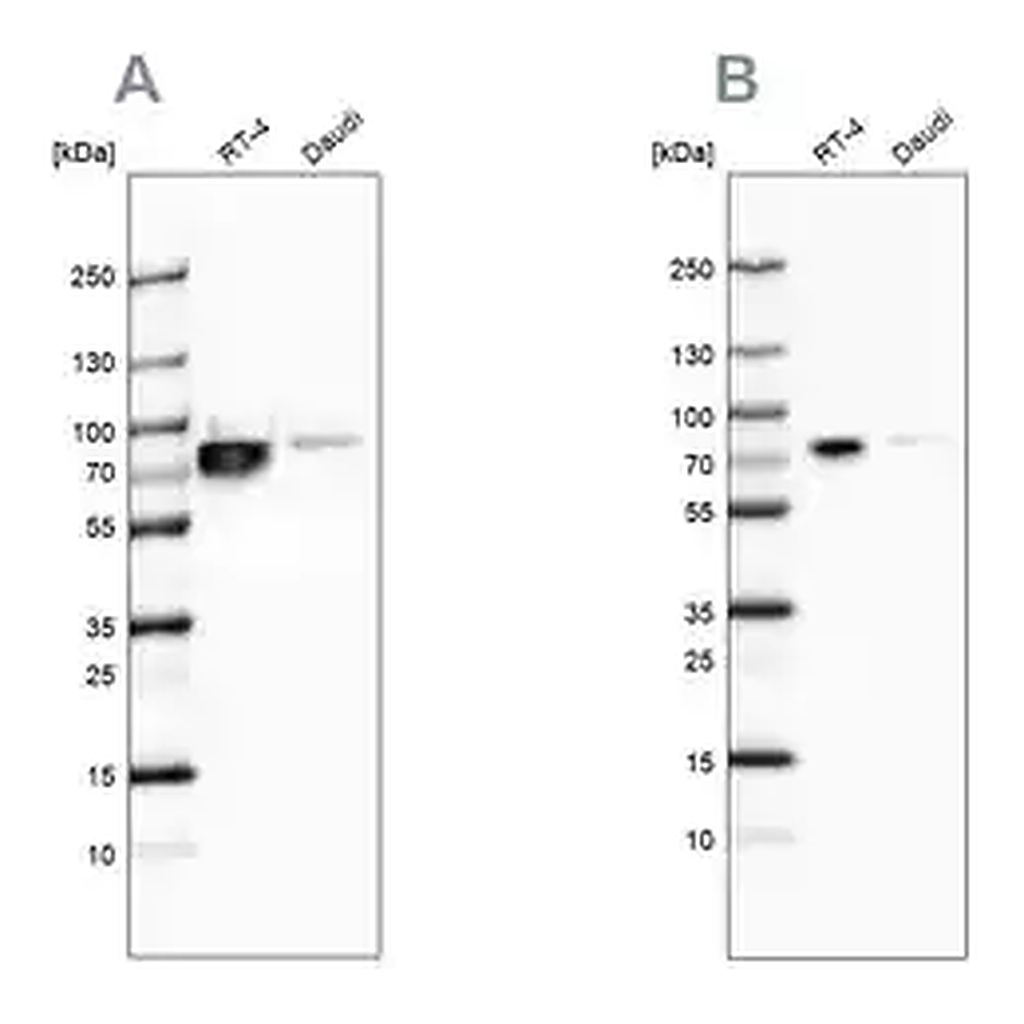 Merck Anti-DDX3X antibody produced in rabbit
