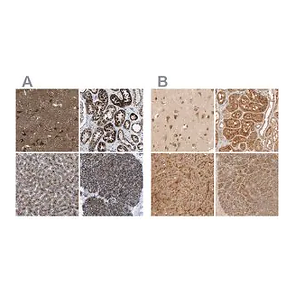 Merck Anti-TMEM192 antibody produced in rabbit