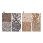 Merck Anti-TMEM192 antibody produced in rabbit
