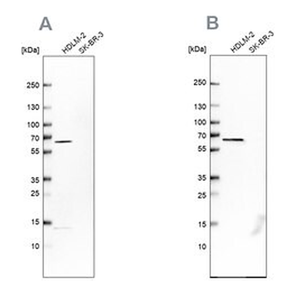 Merck Anti-NMT1 antibody produced in rabbit