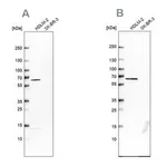 Merck Anti-NMT1 antibody produced in rabbit