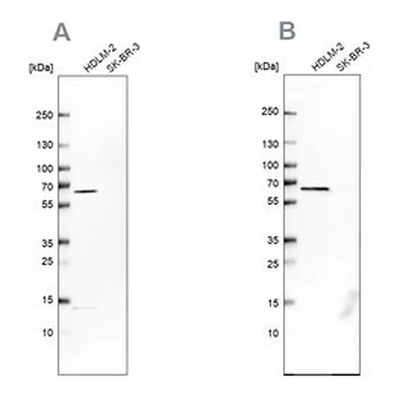 Merck Anti-NMT1 antibody produced in rabbit