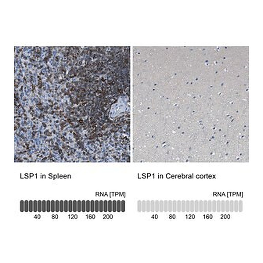 Merck Anti-LSP1 antibody produced in rabbit