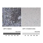 Merck Anti-LSP1 antibody produced in rabbit