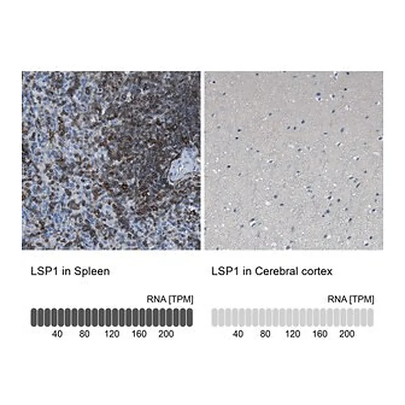 Merck Anti-LSP1 antibody produced in rabbit